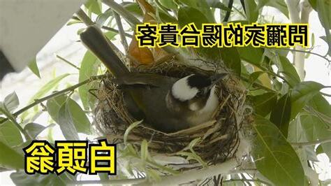 鳥 築 巢 吉兆